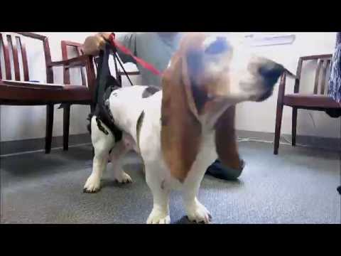 Sam The Basset Hound Tries Out His New Harness!