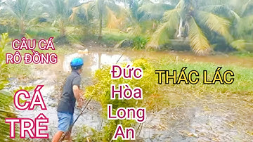 Câu Cá Rô Đồng .Thác Lác .Cá Trê Mùa Nước Rút Ở Hòa Khánh Đức Hòa Long An /@SangHuynhVlog