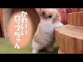 可愛いすぎるホーランドロップちゃん💕~Lupinus~
