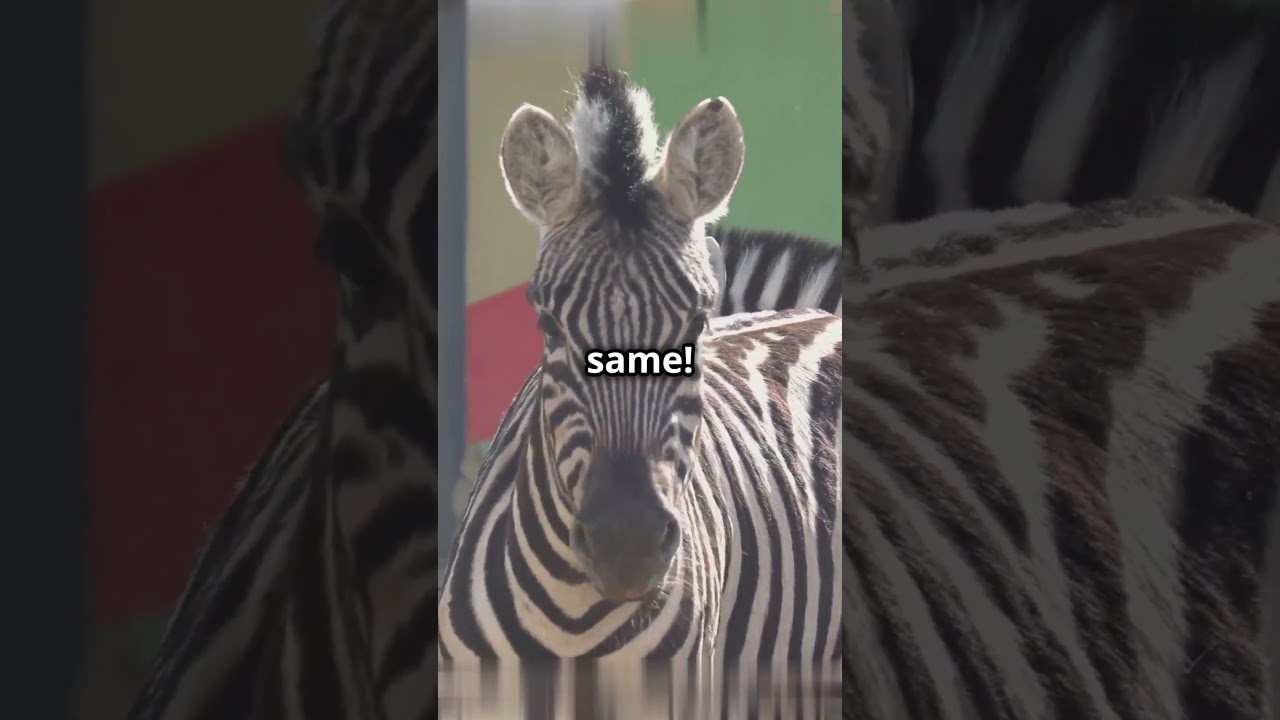 Fun facts about Zebras!🦓🦓