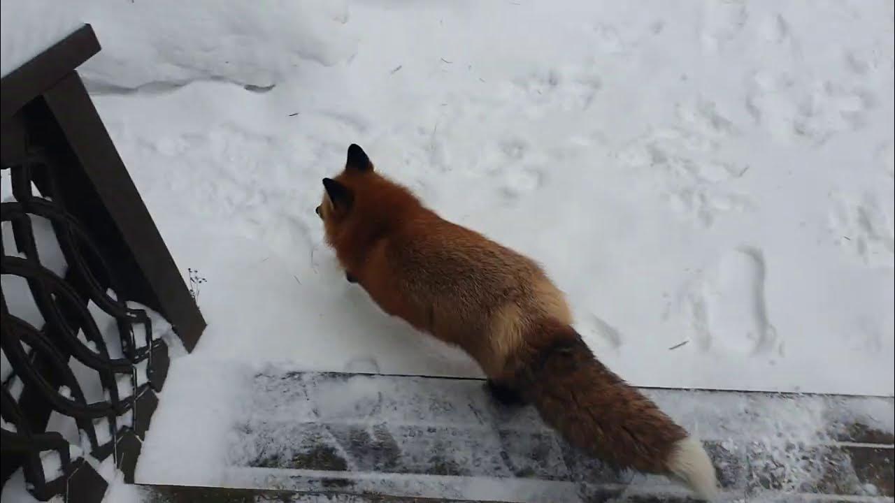 Следы животных на снегу лиса. Лисьи следы ведут в лесную чащу имена. Лисьи ведут в чащу следы. Лисьи следы ведут в лесную чащу имена существительные. Лиса следы на снегу.