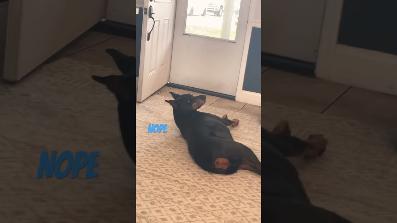 How Old My Dog Is In Human Years YouTube How Old My Dog Is In Human Years YouTube