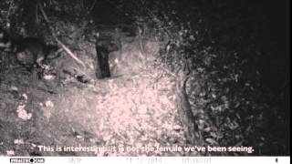 20141119 Ringtail