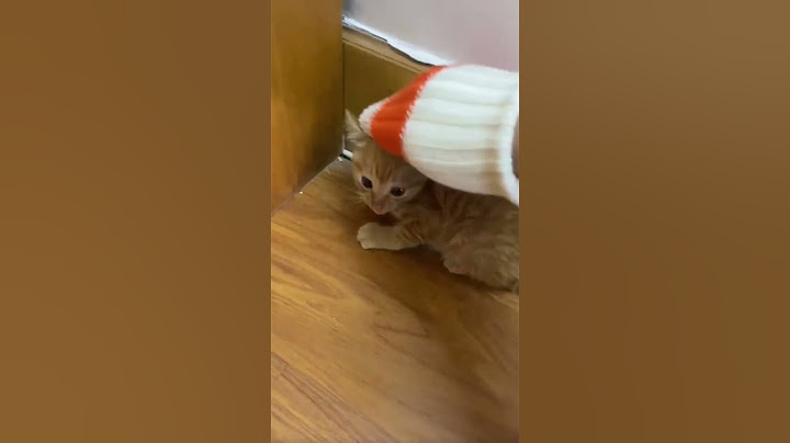 Как я приручал дикого котёнка