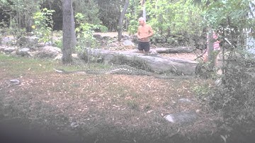 17ft Python leaving after eating a kangaroo  in Cooktown Australia