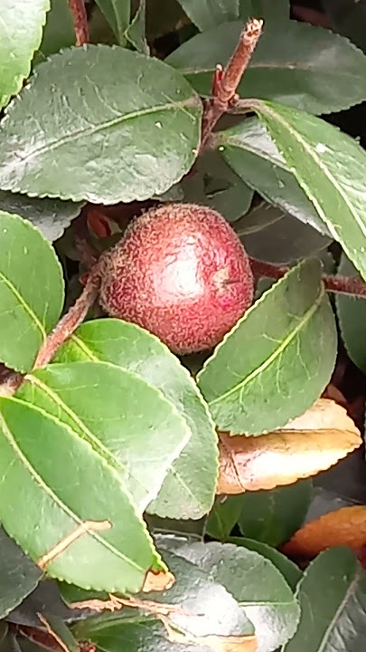 Camellia sasanqua 🌿🌸 Kamelia Mała #shorts #nature #plants #vlog