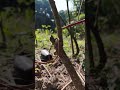 Tree Cutting Mistakes