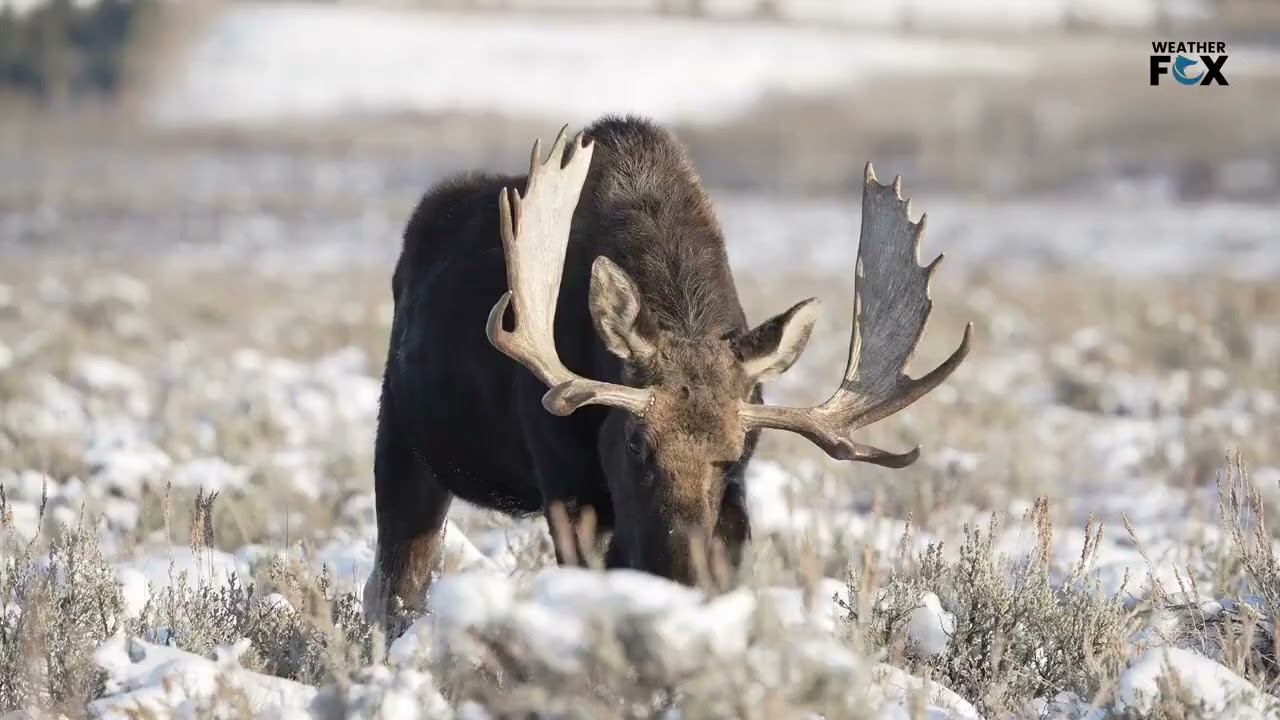 Every U.S. State's Most Displaced Animal Species!