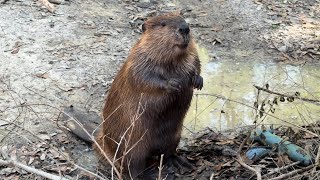 Blossom is definitely not up to no good 