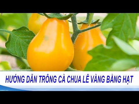 Video: Cà Chua Màu Vàng Là Gì - Trồng Cây Cà Chua Màu Vàng