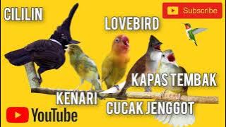 Suara CILILIN KENARI LOVEBIRD CUCAK JENGGOT KAPAS TEMBAK Suara Masteran Murai Batu