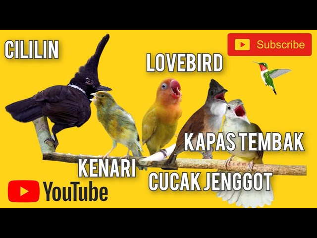 Suara CILILIN KENARI LOVEBIRD CUCAK JENGGOT KAPAS TEMBAK Suara Masteran Murai Batu class=