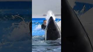 ララが超楽しそう!! #Shorts #鴨川シーワールド #シャチ #Kamogawaseaworld #Orca #Killerwhale