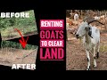 GOATSCAPING: Renting Goats to eat your Backyard // BEFORE, DURING & AFTER of LAND CLEARING