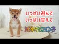 【豆柴】子犬　4/4　女の子♀B　摂州宝山荘　mameshiba dog Puppy （mame shiba inu)