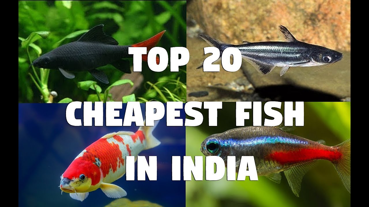 Top 20 Cheapest Aquarium Fish in India 