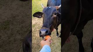 This cow really loves tomatoes! 🍅🐮 #shorts #cow #animals