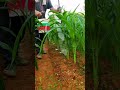 Farmers' creative ideas make it easier to spread fertilizer on young corn plants #shorts