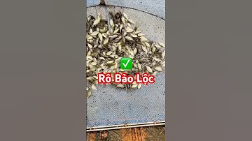 ✅ Rô Phi Bảo Lộc Giống khai Xuân đầu năm 2025 #cagiong Miền Bắc (Hải Phòng) 0973750516 #giathuysan