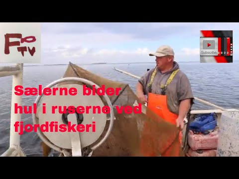 Video: Er platebeskyttere syrefrie?