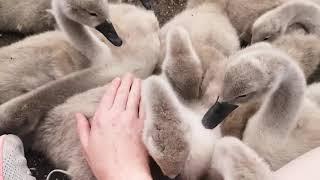 Petting Ridiculously Fluffy Swan Babies (Cygnets)