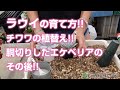 【多肉植物】ラウイの育て方!!チワワの植え替え!!胴切りしたエケベリアのその後!!【succulent】トロピカルガーデン