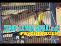Terapi Lomba Kenari Pasti Tokcer Mp3 - Mp4 Download