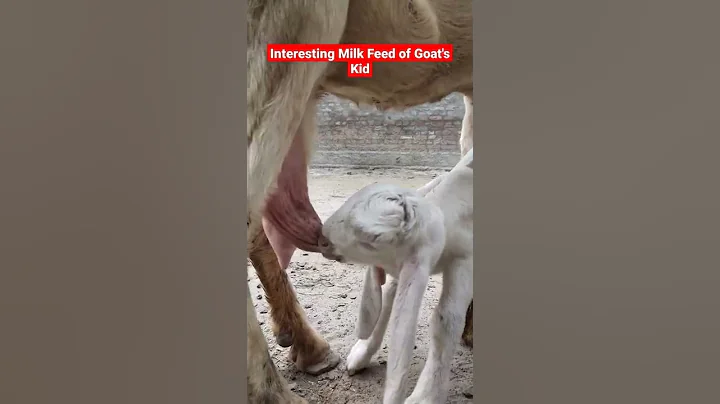 How a Goat feed Milk for Her Kid #youtubeshorts #milkshake #goatfarming #feeding