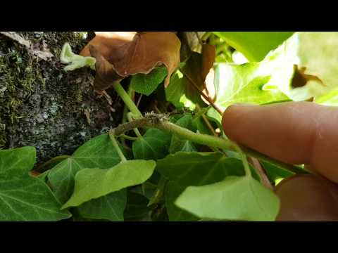 Video: Kje raste rastlina Jatropha?