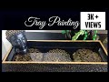 Tray Painting | Tray Stencil Painting | Wooden Tray Painting | Black And Gold Theme Tray Painting