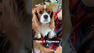 Кавалер Кинг Чарльз Спаниель. Собака скулит и плачет.