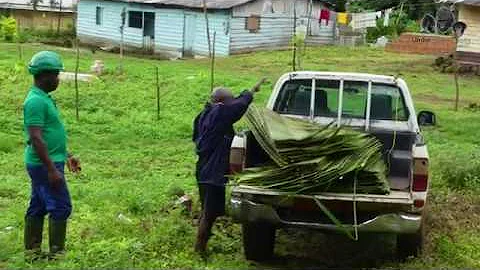 Traditional Rafia Palm Roof-Making Expert - Limbe Wildlife Centre