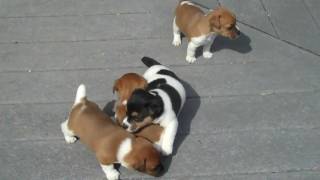 4-Week Old Tessapistol Jrt Pups