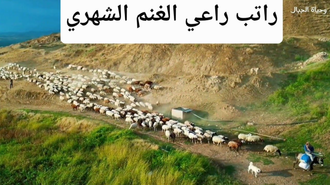 كم أجرة راعي الغنم في تركيا - راتب راعي الغنم الشهري