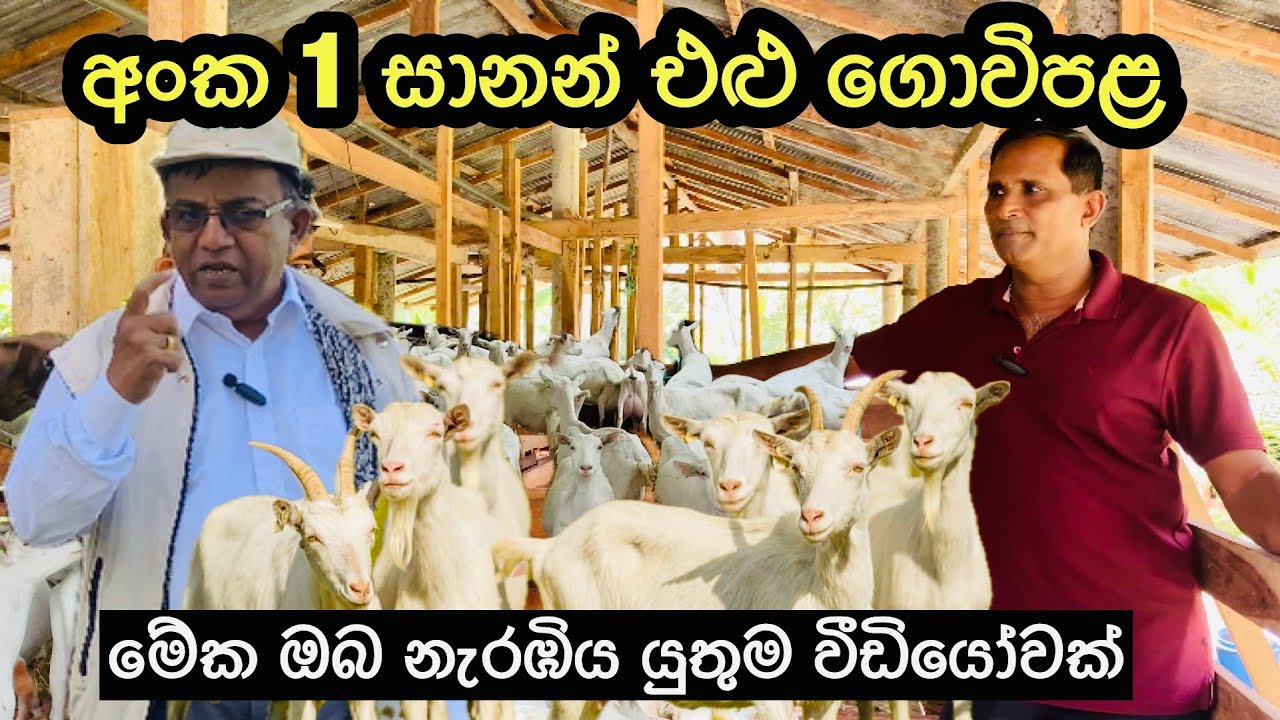 සම්මාන දිනූ සුපිරි එළු ගොවිපලක් 🐐/Super sannan goat farm in Srilanka🐐🇱🇰#goatfarming #livestock