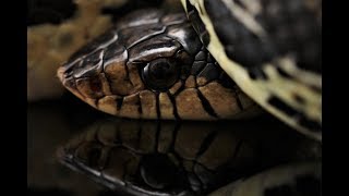 An In Depth Look at Madagascar Giant Hognose Snakes