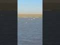 Pelicans 🦤 fly over the lake / Пеликаны 🦤 летят над озером + #pelican #pelicans #peliculas #película