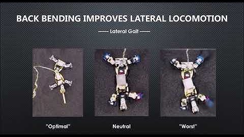 Coordination of Back Bending and Leg Movements for Quadrupedal Locomotion