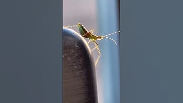 Leafhopper Assassin Bug Close Up #leaf #plants