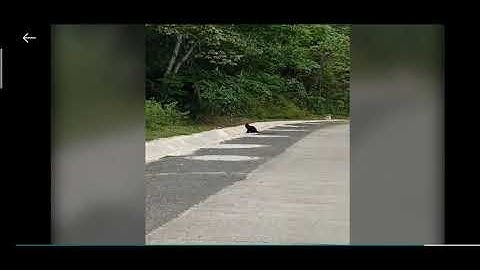 VOOC TRẮNG TẤN CÔNG NGƯỜI Đi ĐƯỜNG TẠI QUẢNG BÌNH | Cuộc Sống Quanh Ta