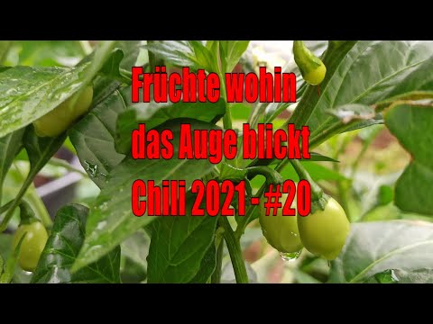 Chili hängt schlapp trotz Blüten? Mein Kübel-Check im August