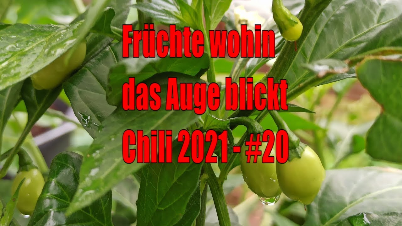 Chili hängt schlapp trotz Blüten? Mein Kübel-Check im August