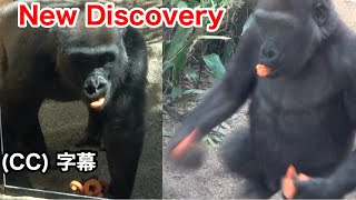 Noticed?The gorilla bros have the exact opposite dietary rules. Gentaro & Kintaro | Momotaro family