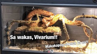 Vivarium Set up for Calixto - Our Boa Constrictor Snake..