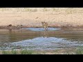 LION Cubs Cross the Sand River