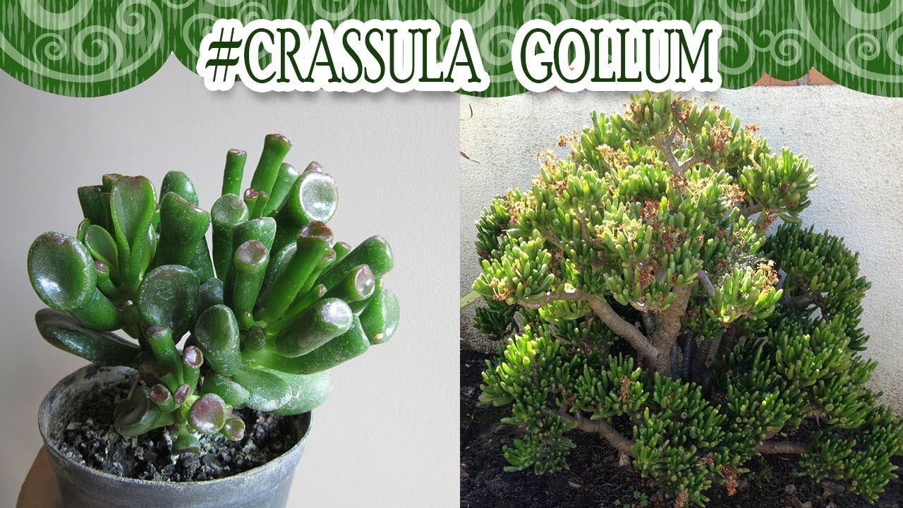 Suculentadodia! | Crassula Gollum / Orelha de Shrek - thptnganamst.edu.vn