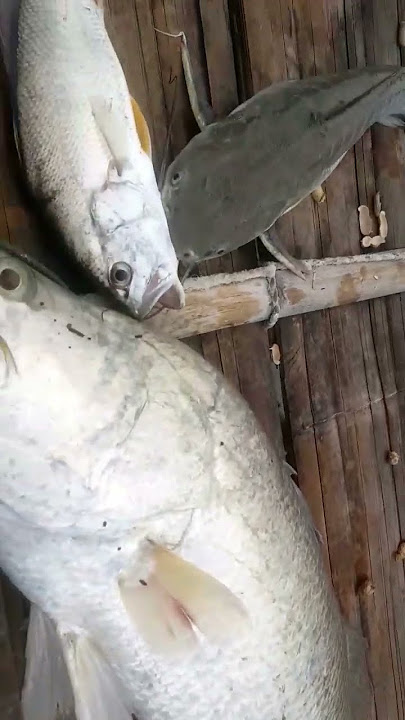 mancing | dapat Jackpot barramundi #shorts #trendingshorts #mancing #status #viral