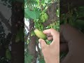 Belimbing Wuluh sangat Kecut buahnya #hungergamestiktok #vikramsarkar #buah #belimbingwuluh