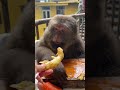 Xingxing: This Is Ginger! #Cute #Monkey #Xingxing #Nature