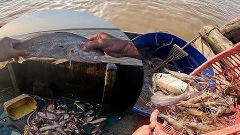 Một Đục Thật Nhiều Tôm Càng Xanh Nằm Ẩn Dưới Lớp Lá Cây Mục|| TCNTV #602